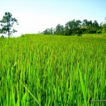 Rice stalks 