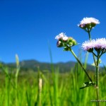 Flowers along the rice terraces