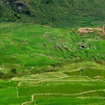 Rice Terraces